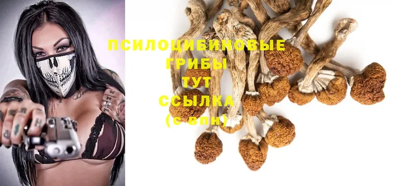 Псилоцибиновые грибы Psilocybine cubensis  Орск 